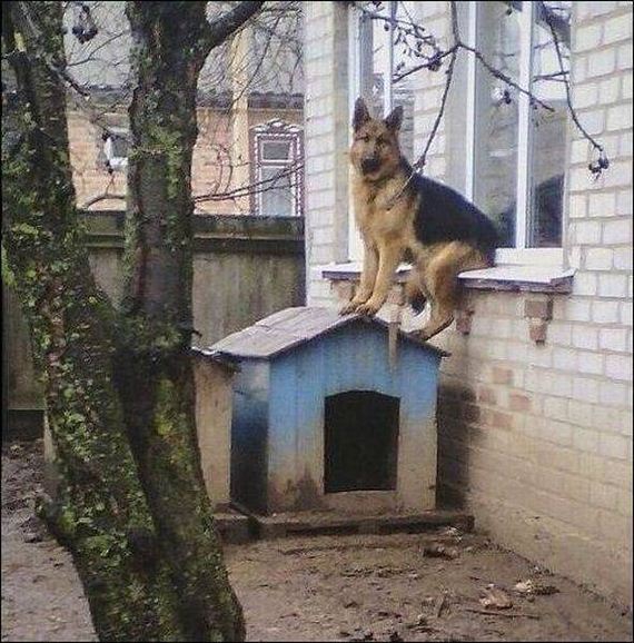 funny-pictures-1289