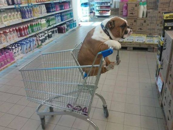 funny-pictures-1295