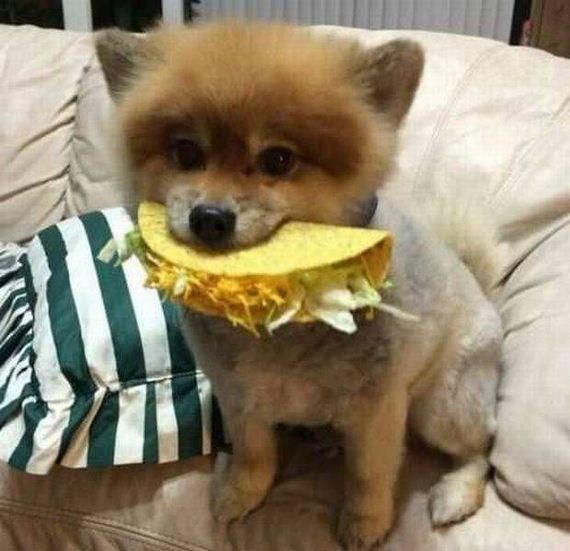 funny-pictures-1295