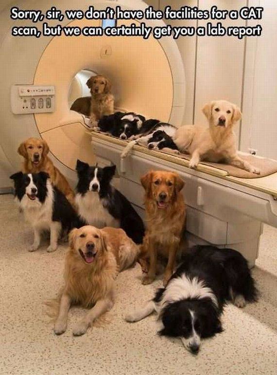 funny-pictures-1295