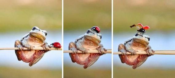 funny-pictures-1297