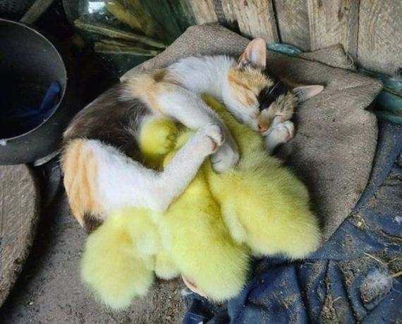 funny-pictures-1297