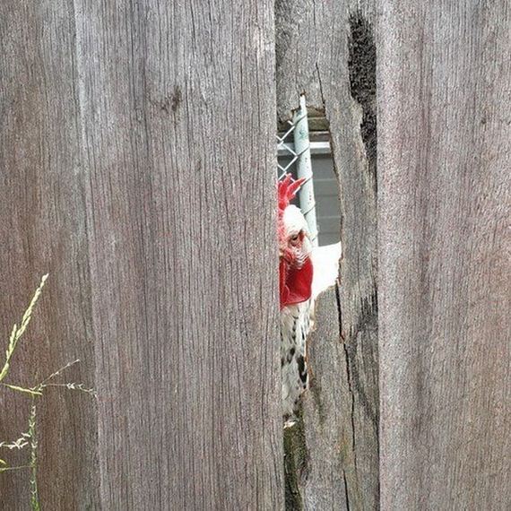 funny-pictures-1297