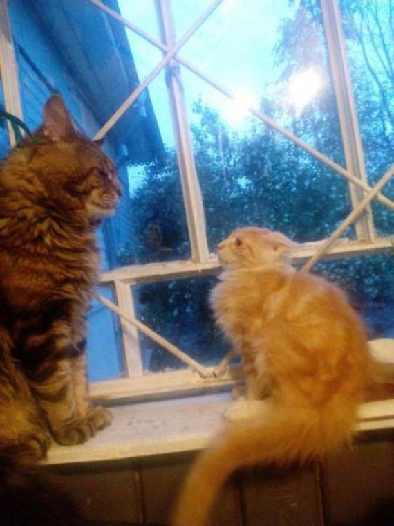 funny-pictures-1297