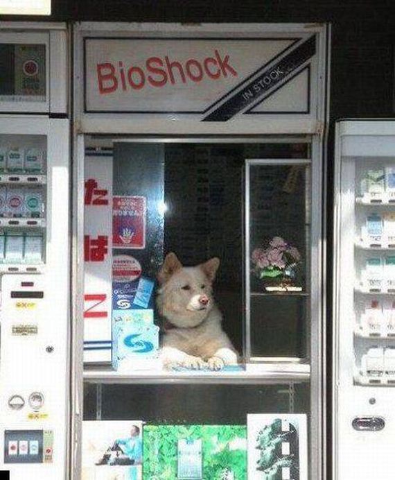 funny-pictures-1297