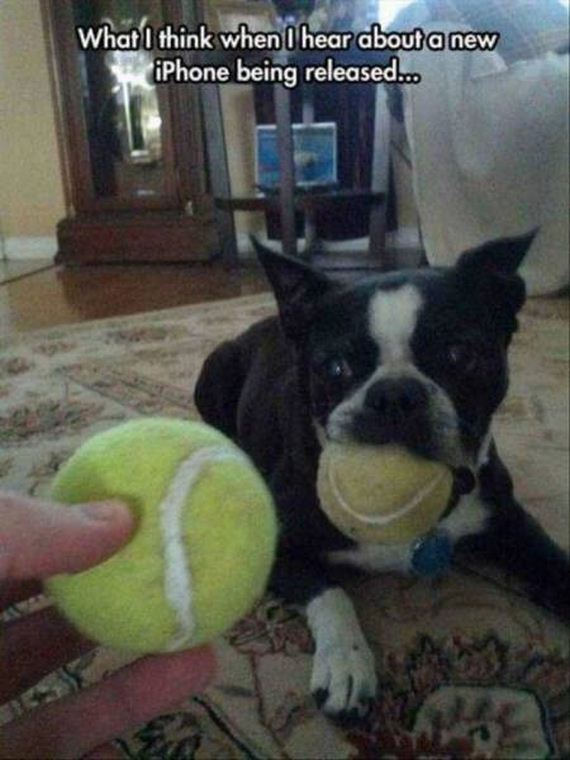 funny-pictures-1297