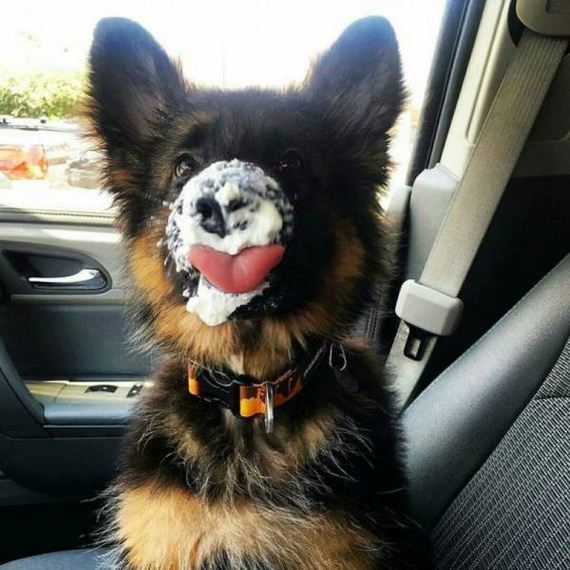 funny-pictures-1297