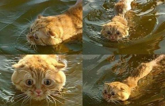 funny-pictures-1299