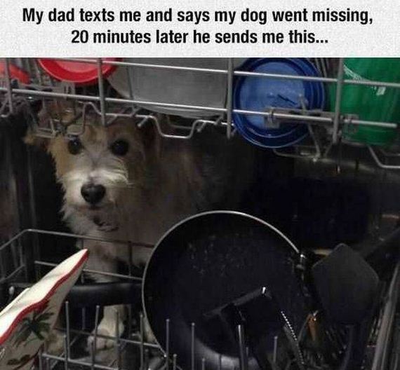 funny-pictures-1299