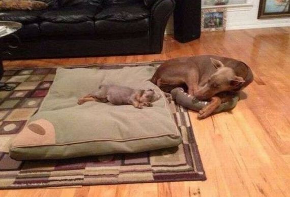 funny-pictures-1299