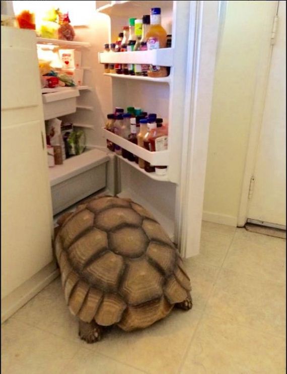 funny-pictures-1299