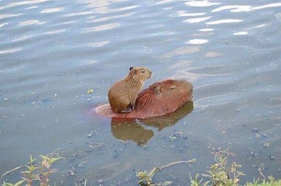 funny-pictures-1302
