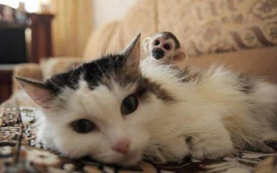 funny-pictures-1302