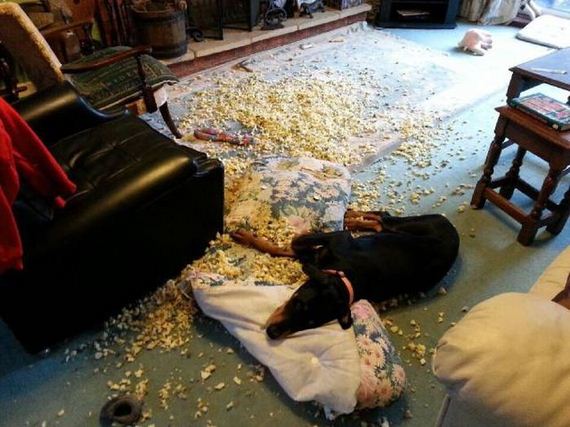 funny-pictures-1302