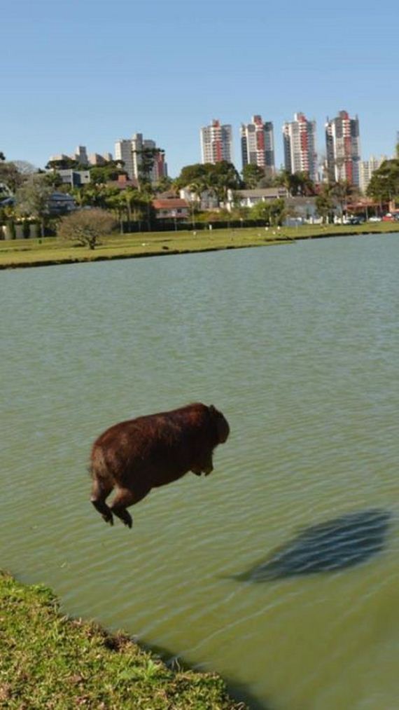 funny-pictures-1302