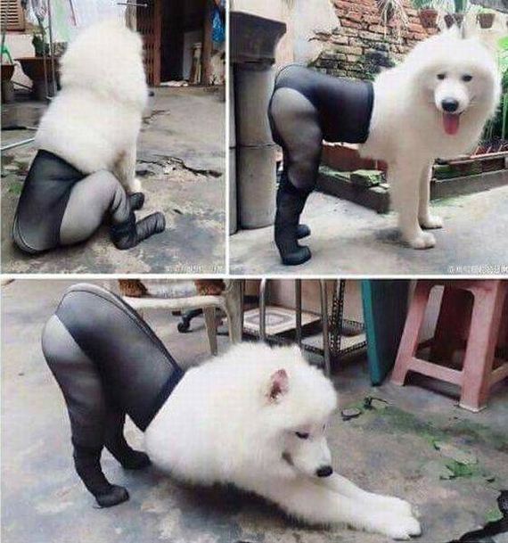 funny-pictures-1302