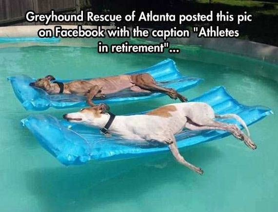 funny-pictures-1305