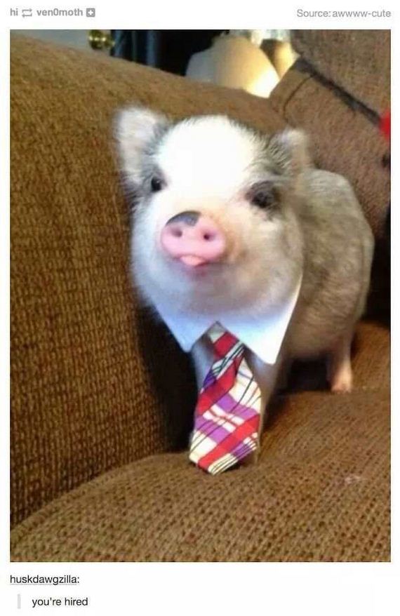 funny-pictures-1305