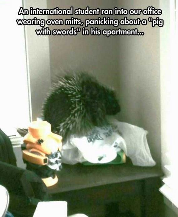 funny-pictures-1305