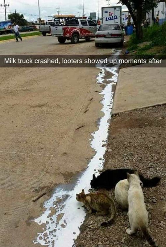 funny-pictures-1305