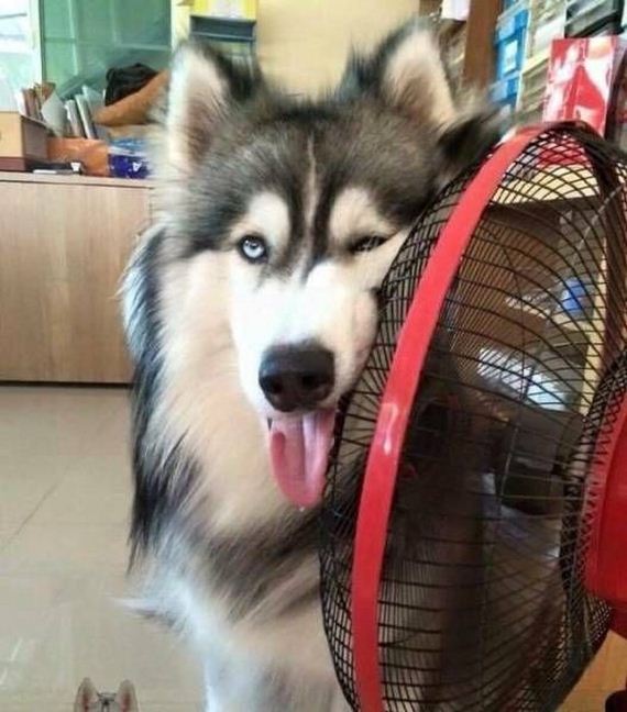 funny-pictures-1306
