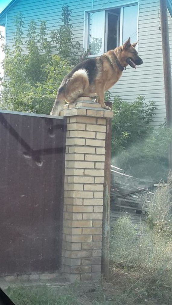 funny-pictures-1306