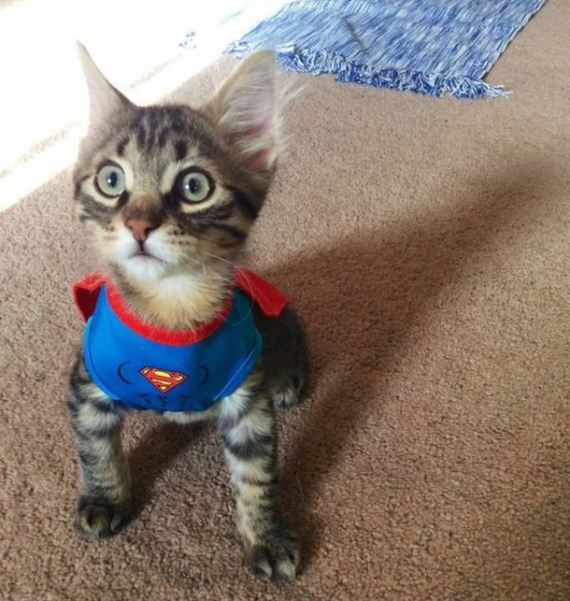 funny-pictures-1306