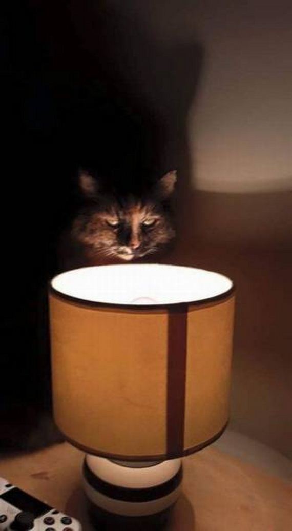 funny-pictures-1306
