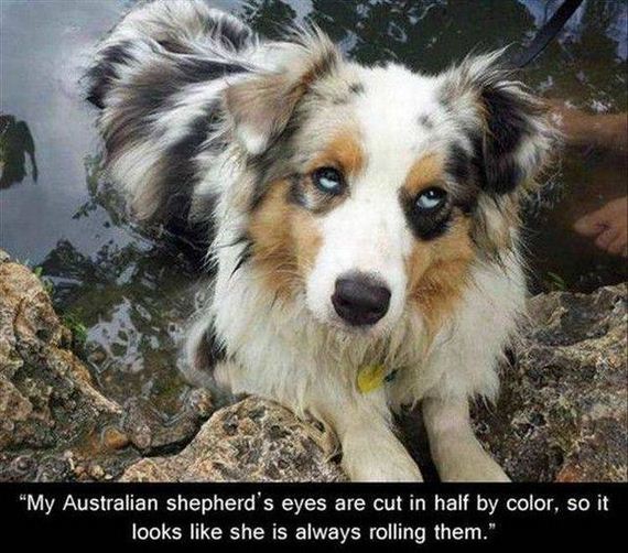 funny-pictures-1312