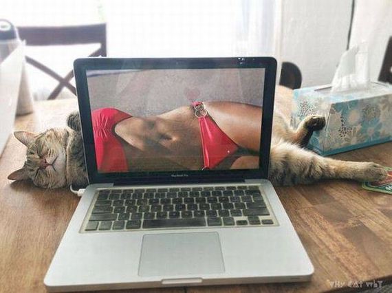 funny-pictures-1312