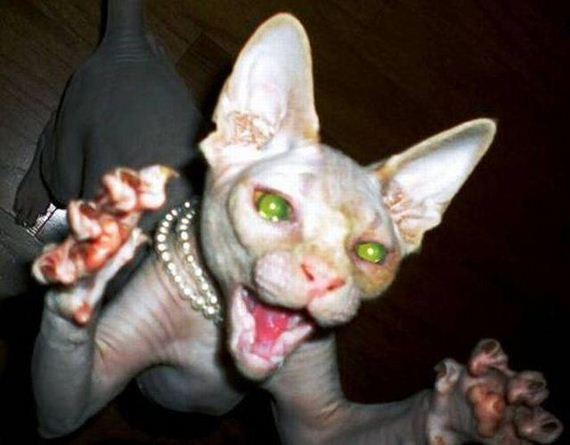 funny-pictures-1312