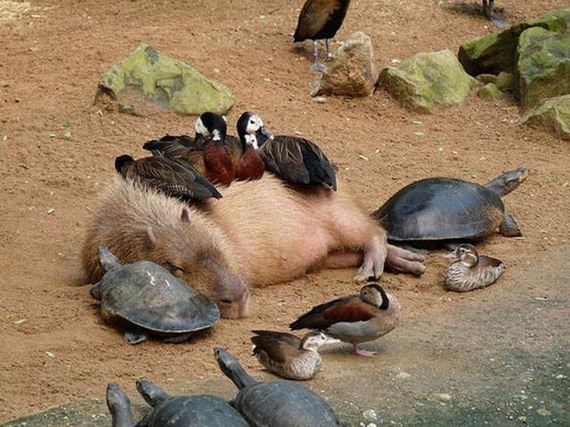 funny-pictures-1312