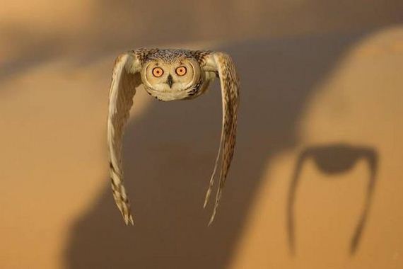 funny-pictures-1316