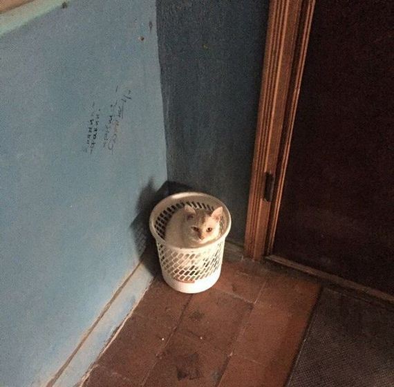 funny-pictures-1316