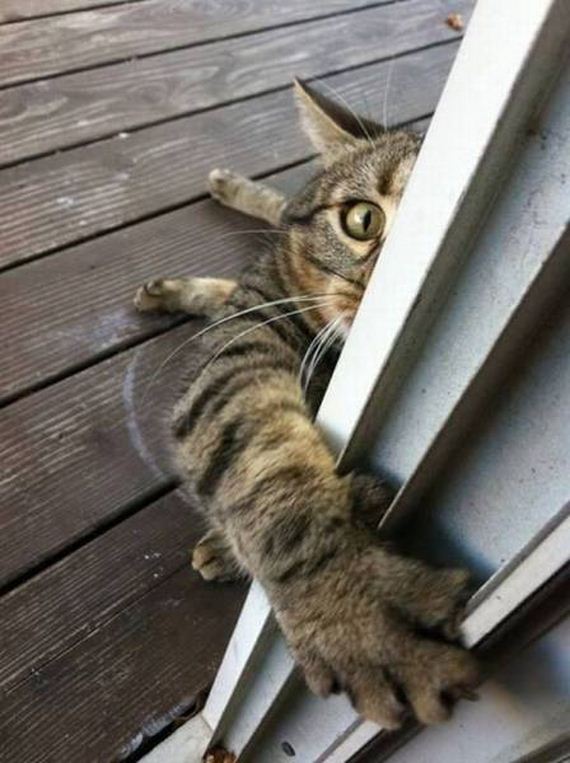 funny-pictures-1316