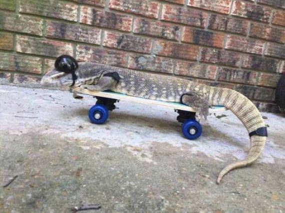 funny-pictures-1317