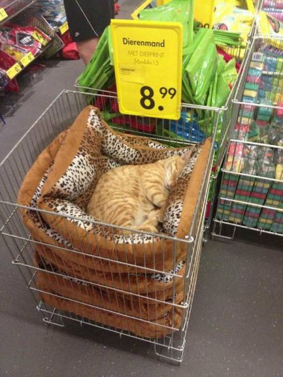 funny-pictures-1317