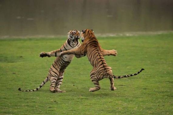 funny-pictures-1325