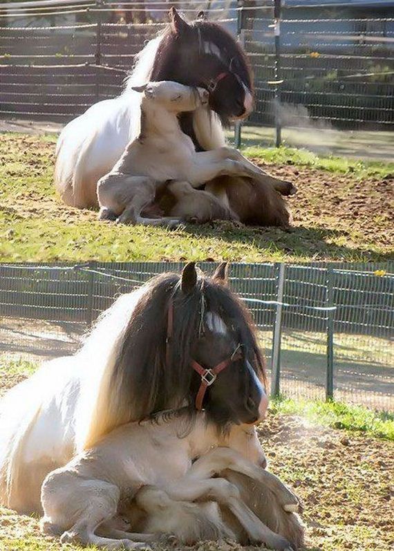 funny-pictures-1325