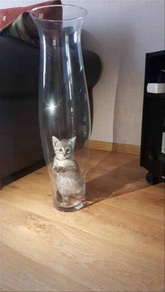 funny-pictures-1325