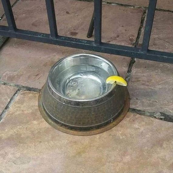 funny-pictures-1330