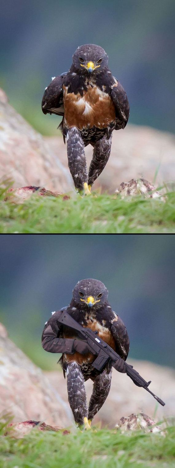 funny-pictures-1330