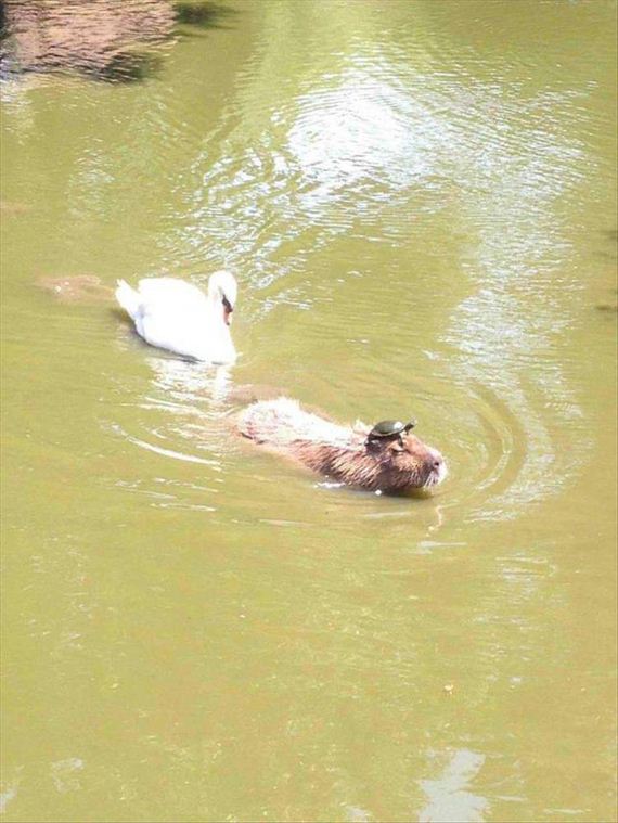 funny-pictures-1330