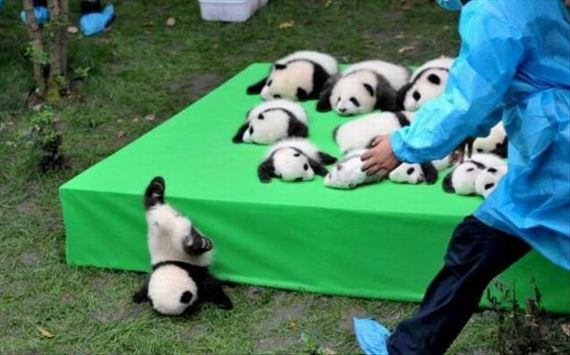 funny-pictures-1330