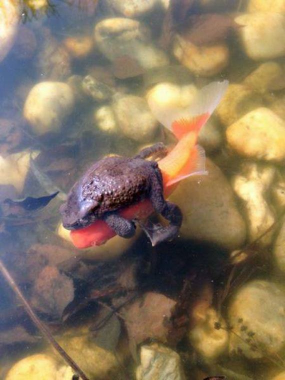 funny-pictures-1339