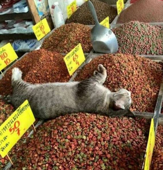funny-pictures-1341