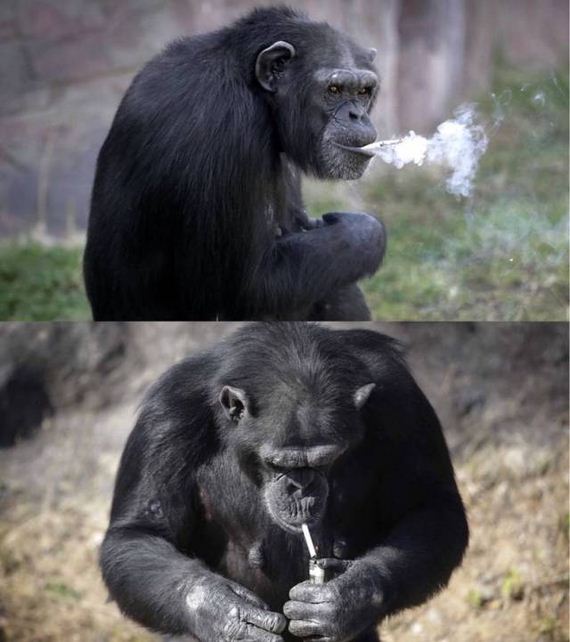 funny-pictures-1341