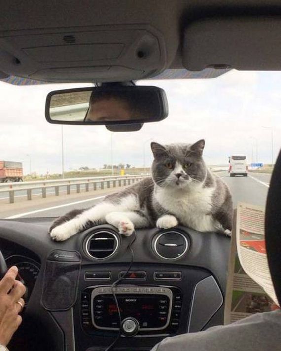 funny-pictures-1344