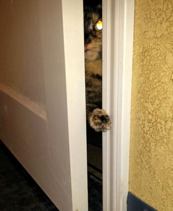 funny-pictures-1344