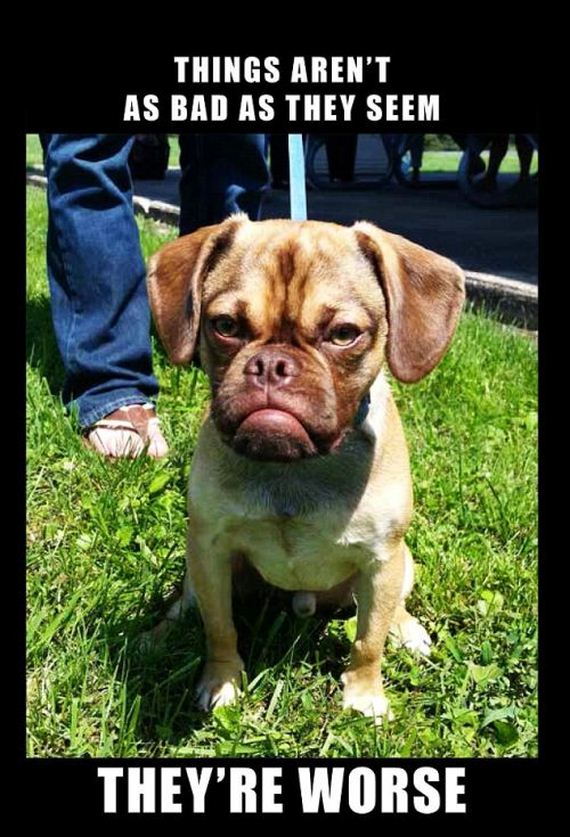 grumpiest_dog